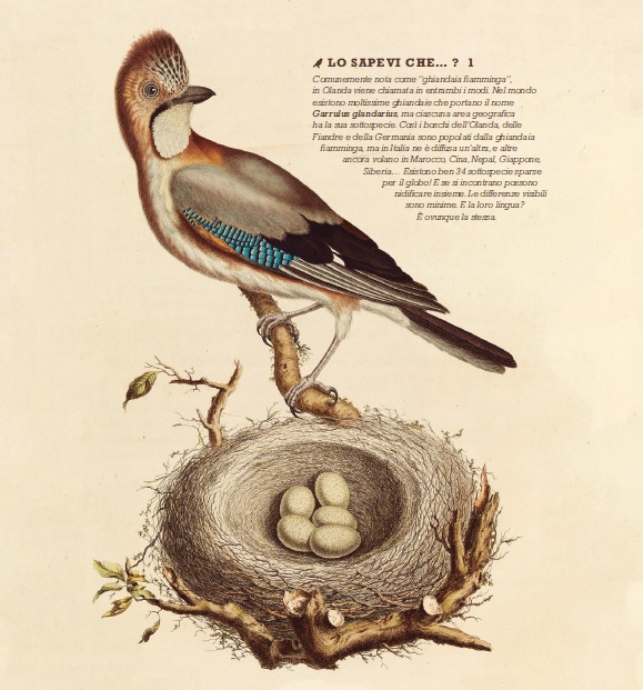 Il grande libro degli uccelli di Bibi Dumon Tak - 2019, Rizzoli